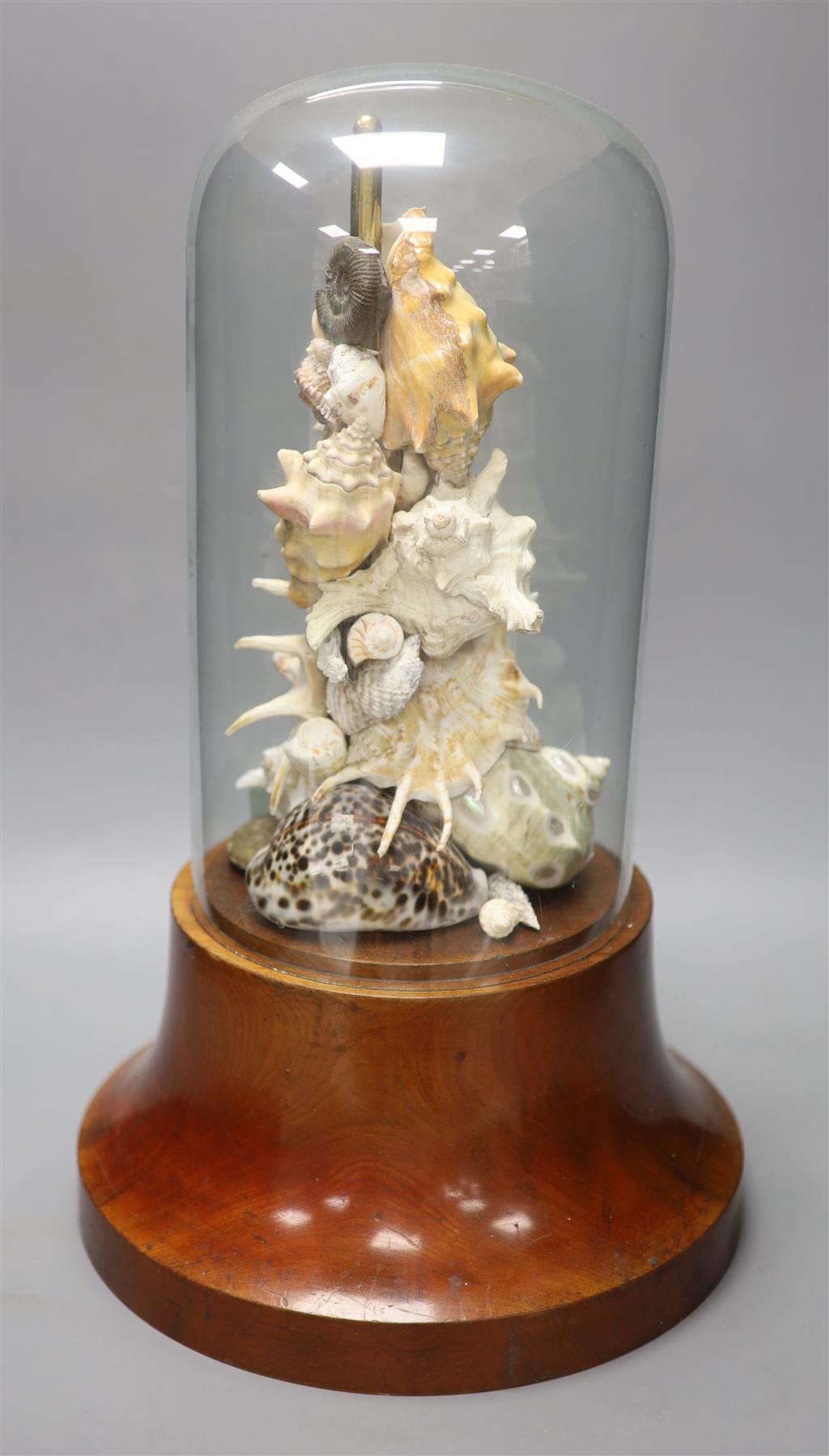 A Victorian mahogany stand with shell display under a glass dome, height 50cm